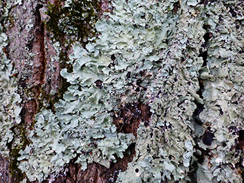 Lichens