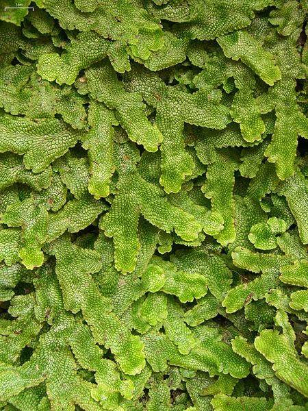 By Jason Hollinger (Liverwort Uploaded by Amada44) [CC-BY-2.0 (http://creativecommons.org/licenses/by/2.0)], via Wikimedia Commons