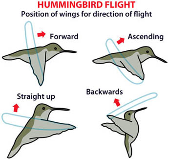 Hummingbirds flight showing the position of the wings for direction. Hummingbirds flight showing the position of the wings for direction.