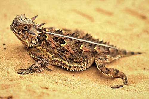 Texas Horned Lizard.