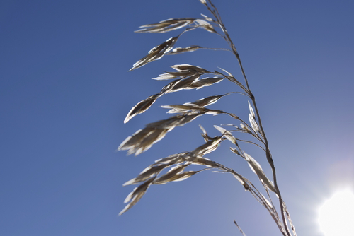 Sunlit western wheatgrass set against a blue sky, up close