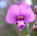 Purple flowered pea plant