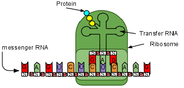 Transfer Rna Codon Let's Review