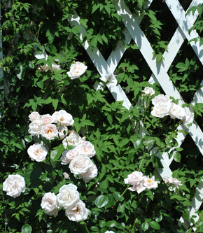White roses on a white rose trellis.