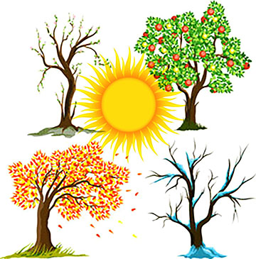 Seasons of a tree