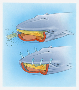 whale diagram