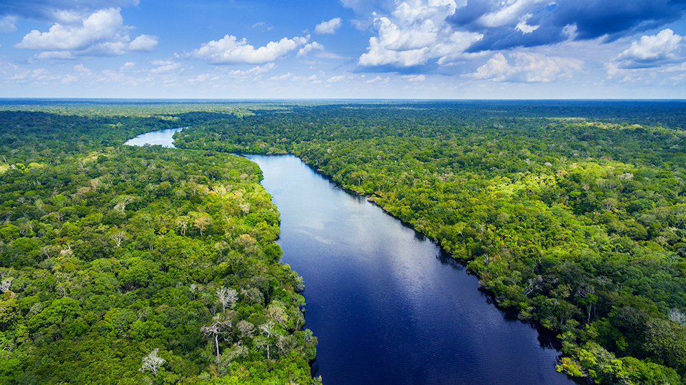 Amazon rainforest in Brazil
                                  