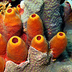 basic watercolor wash