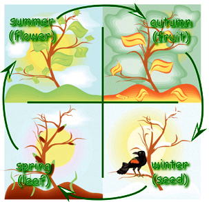 Plant Seasonal cycle