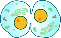 Cytokinesis