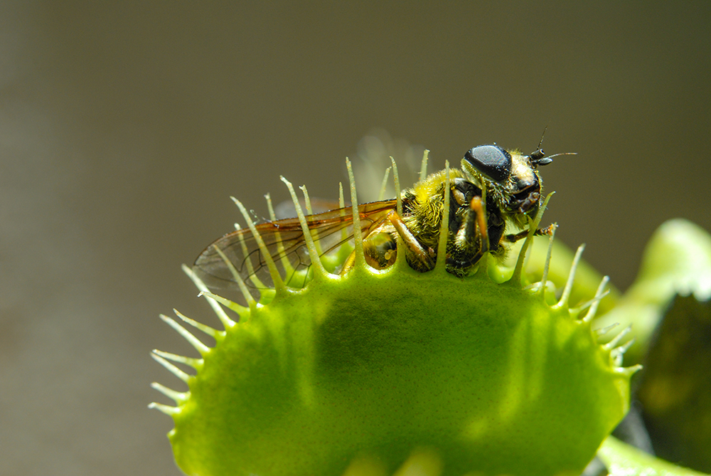 Fly is eaten by carnivorous green plant
                    