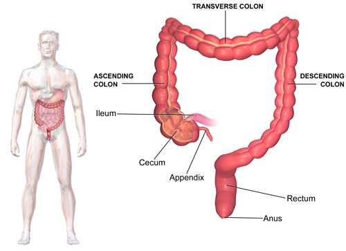 Blausen_LargeIntestine