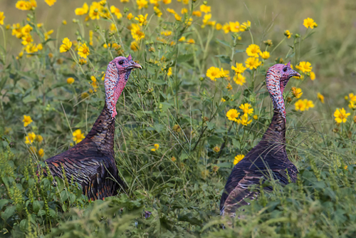 Rio Grande Wild Turkeys.
