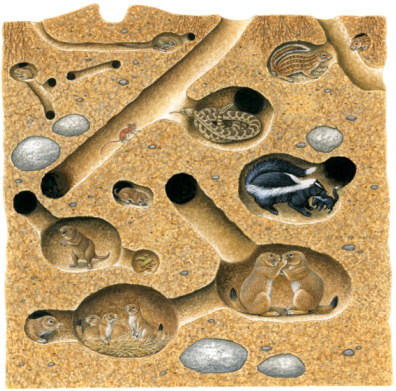 Illustration of Thirteen-lined Ground Squirrel, Striped Skunk, Prairie Rattlesnake, Plains Pocket Gopher, Black-tailed Prairie Dog, and northern pocket gopher in burrow and tunnel system