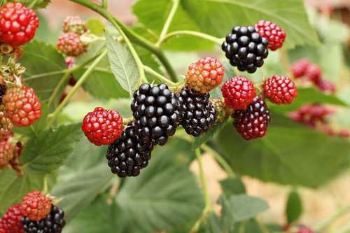 Berries on a bush.