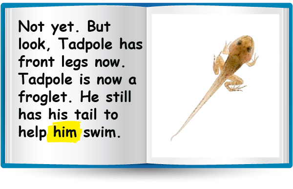 Not yet. But look, Tadpole has front legs now. Tadpole is now a froglet. He still has his tail to help him swim.