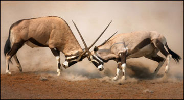 Gemsbok fight