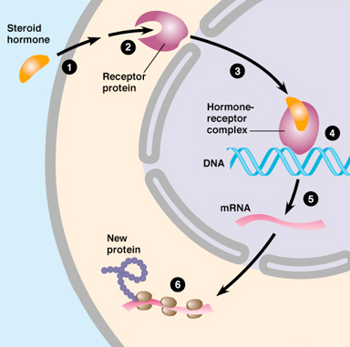 Steroid hormones action