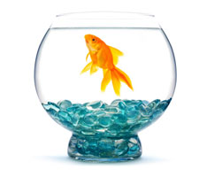 goldfish in a fishbowl with plant and gravel