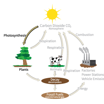 Carbon Cycle