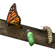 monarch caterpillar, chrysalis, and butterfly