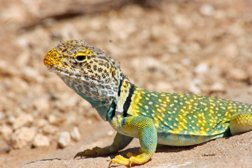 Eastern Collared Lizard close up.