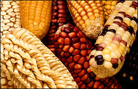 Varieties of corn