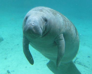 West Indian Manatee Swimming.