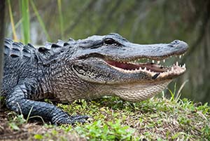 alligator