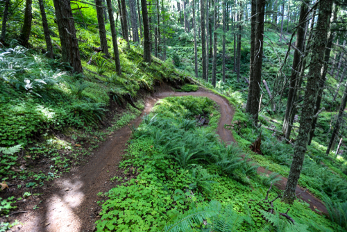 Dead Mountain flow trail in Oakridge, Oregon
