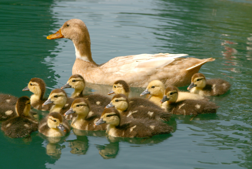 mother duck and ducklings in a pond