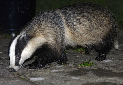 A Badger close-up at night