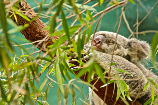 Koala bear resting in a tree.