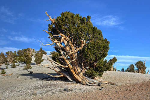 Ancient Bristlecone Pine Forest - a protected area high in the White Mountains in Inyo County in eastern California.