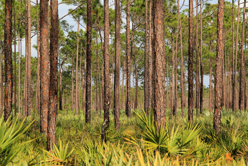 Scenic Pinelands in Johnathan Dickinson State Park in South Florida
