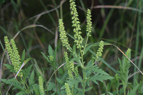 Ambrosia psilostachya