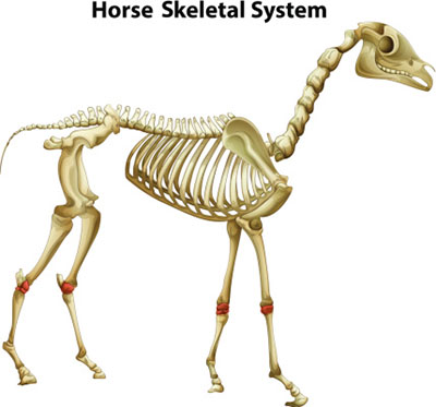 Horse Skeleton