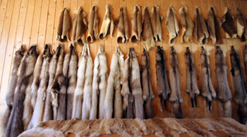 animal pelts