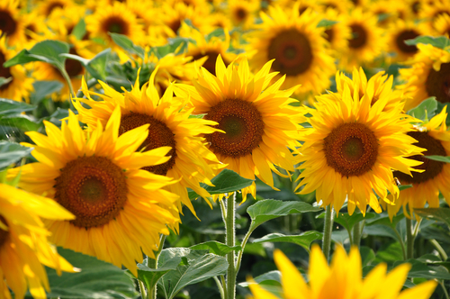 A field of sunflowers