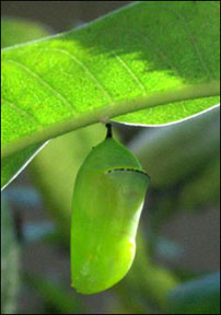 Monarch chrysalis