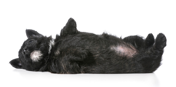 basic watercolor wash