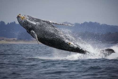 A humpback whale breaches clear out of the water in Monterey Bay, California.