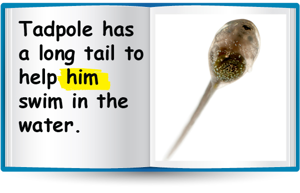 Tadpole has a long tail to help him swim in the water.