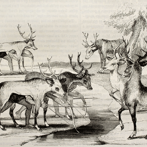 Native Americans camouflage hunting deers in Florida.