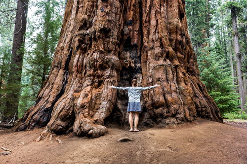 Giant Sequoia