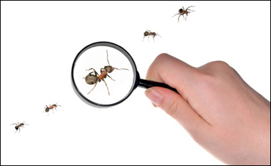 Ants showing up under a magnifying glass