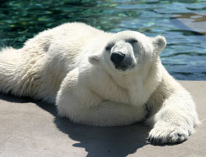 polar bear taking a break from the water to enjoy some sun