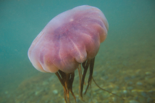 basic watercolor wash