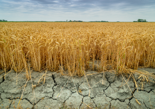 Wheat field with very dry soil.