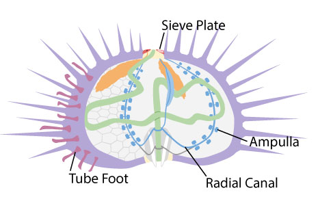 By Erinlandry (Own work) [CC-BY-SA-3.0 (http://creativecommons.org/licenses/by-sa/3.0)], via Wikimedia Commons